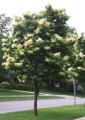 Couture Landscape Construction - Japanese Tree Lilac